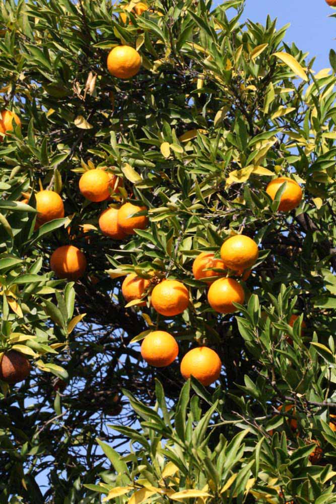              Fruit (Riverside, CA)       